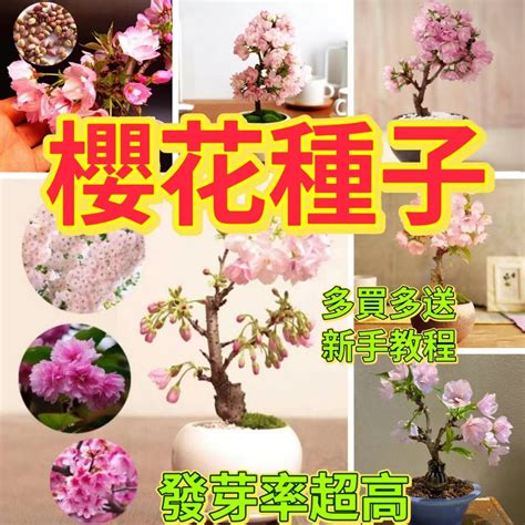 家裡種櫻花|櫻花種植盆栽指南：酸鹼度、日照條件、落葉季節全攻。